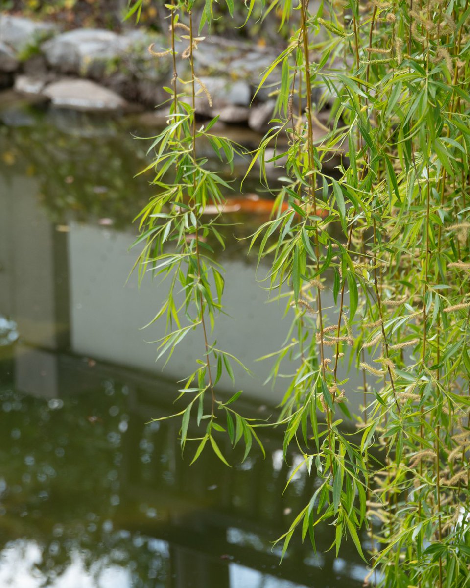 Our Mr. Duckerson has a message for you🦆: the sun is shining, and Lan Su is too beautiful to miss! Come soak up the sunshine and enjoy a perfect day here. ☀️