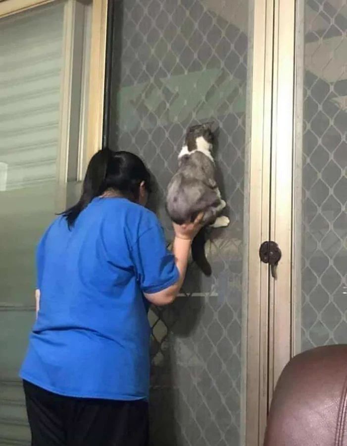 Why you should have a cat tweet media