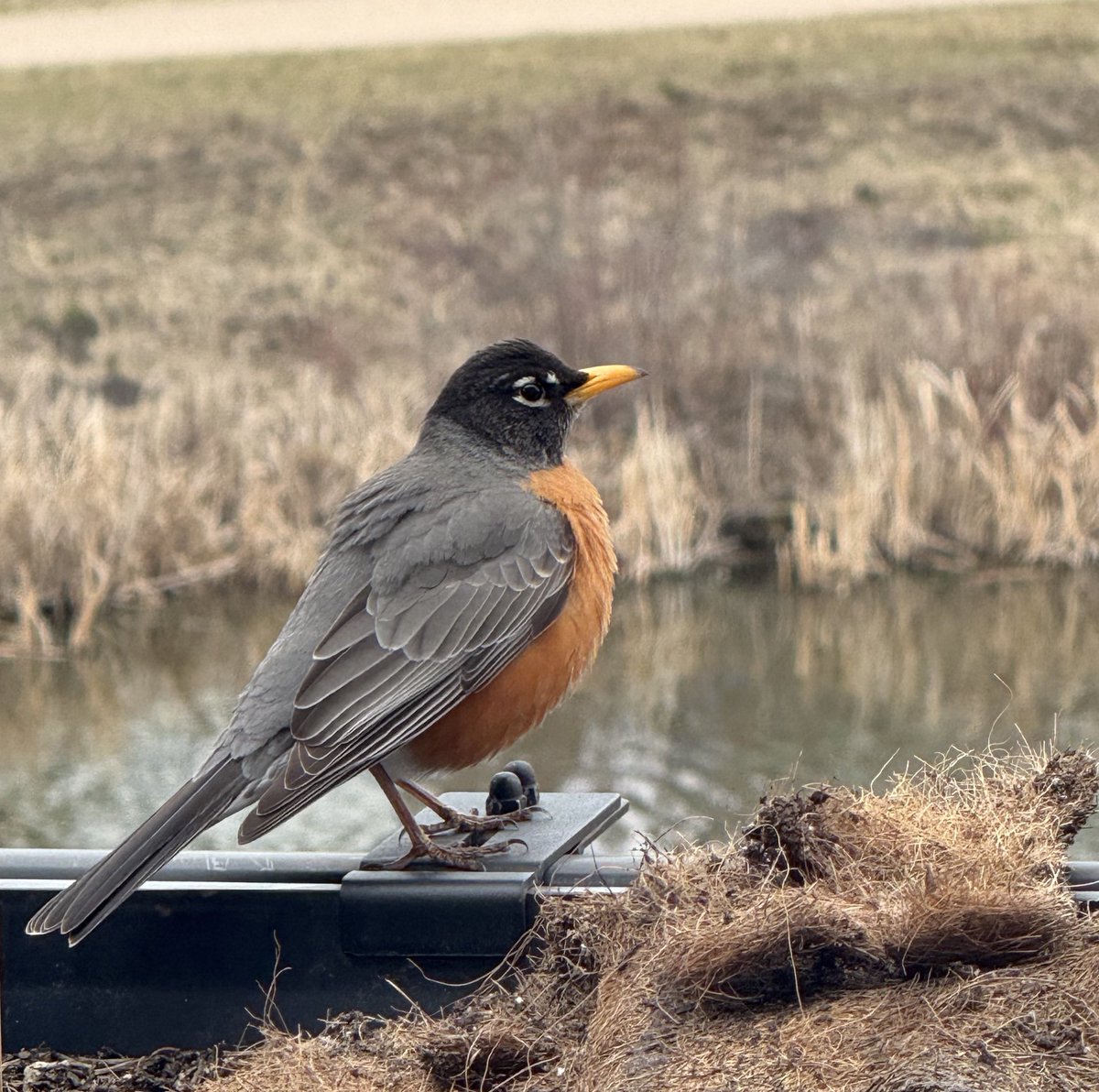 kimmydee_26's tweet image. Well look who’s home!
#WelcomeSpring