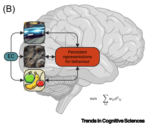 I am so happy—this is the first 1st author paper I have written, since the cancer diagnosis of my late wife seven years ago.
📑 PAPER ALERT: "Beyond binding: from modular to natural vision" in Trends in Cognitive Sciences (2025) sciencedirect.com/science/articl….