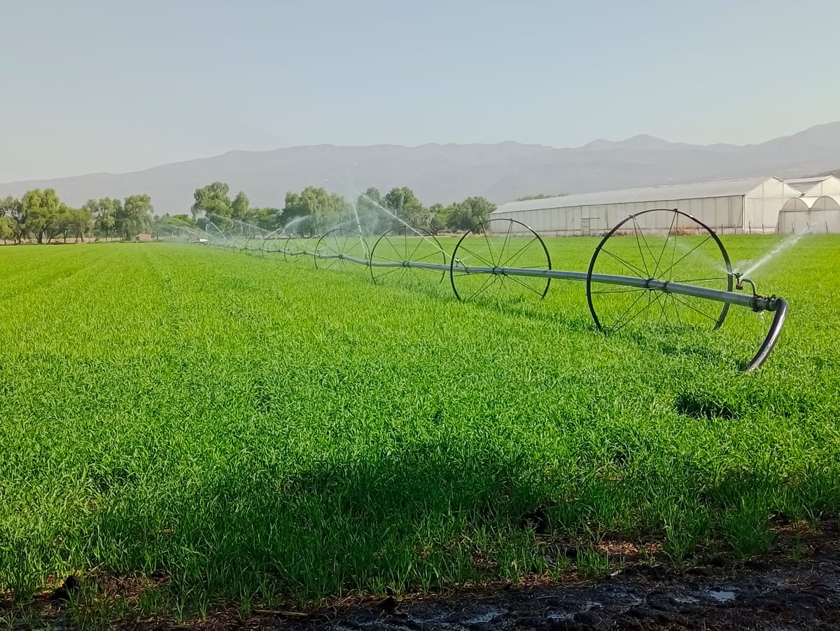 En Comonfort, como parte de #CultivandoUnMéxicoMejor, trabajamos con el productor Anastacio Mendoza, quien implementa riego tecnificado para optimizar el uso del agua. 💧