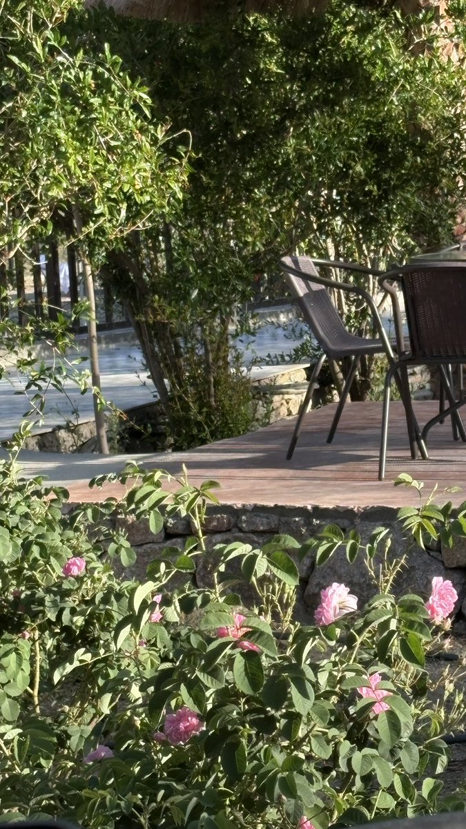 #الدراسات_العليا