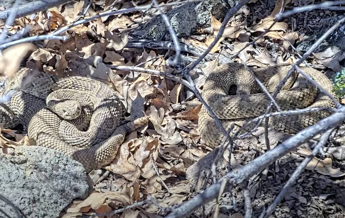 It's coooooold at night, but a handful of rattlesnakes emerge during the day to catch some dappled rays. Watch live at RattleCam.org

Please donate now to our limited-time fundraiser for a third cam on Timber Rattlesnakes in Pennsylvania: crowdfund.calpoly.edu/project/46004