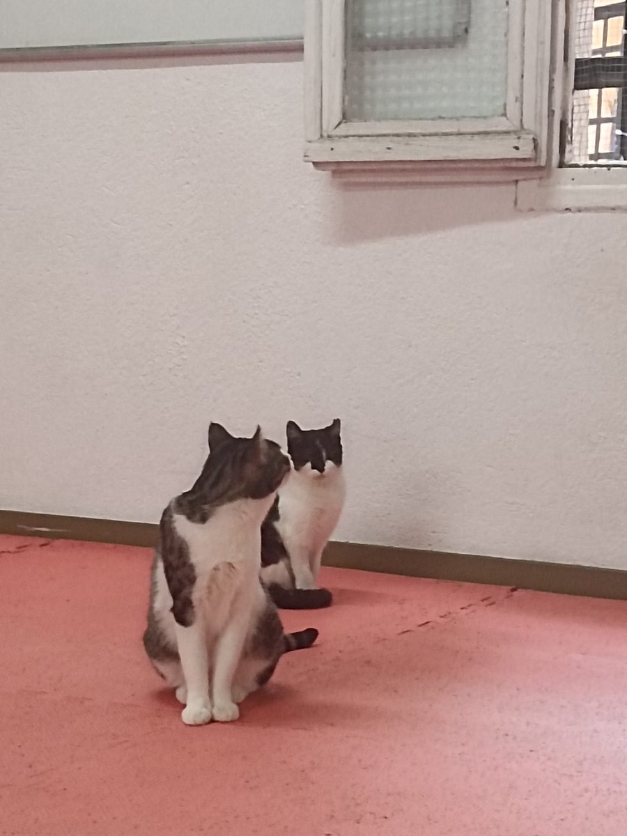 Peter, criado a biberón, maltratado, una vez rescatado no sabía jugar y le daban miedo los juguetes.
Mina, apareció sola, chiquita en una colonia, abandono? no sabemos de dónde llego, es buena pero tiene mucho miedo de las personas y no sabe jugar. ya ha bajado de la viga
si