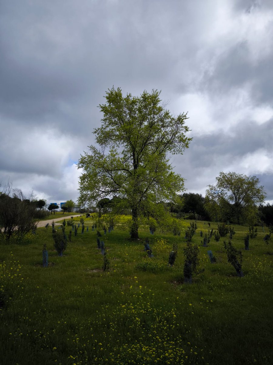 Unas 15 personas se acercaron hace unos días a la explanada de los Castillos y al parque de las Presillas, para participar de una preciosa mañana aprendiendo la naturaleza de #Alcorcón... Para proteger hay que conocer. ¡Nuestros paseos continuarán el mes que viene! Gracias! 🐦🌿
