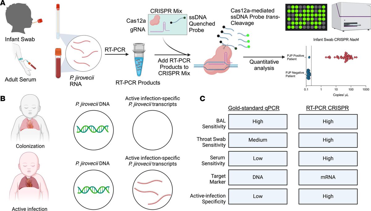 Journal of Clinical Investigation (@jclinicalinvest) on Twitter photo A fast, and accurate swab-based test for fungal pneumonia!
<a href="/GotTcells/">Jay K. Kolls</a> <a href="/Tony_Y_Hu/">Tony Hu</a> & team <a href="/Tulane/">Tulane University</a> describe an oropharyngeal swab CRISPR assay that detects Pneumocystis jirovecii pneumonia with high sensitivity in infants: jci.org/articles/view/… A fast, and accurate swab-based test for fungal pneumonia!
<a href="/GotTcells/">Jay K. Kolls</a> <a href="/Tony_Y_Hu/">Tony Hu</a> & team <a href="/Tulane/">Tulane University</a> describe an oropharyngeal swab CRISPR assay that detects Pneumocystis jirovecii pneumonia with high sensitivity in infants: jci.org/articles/view/…