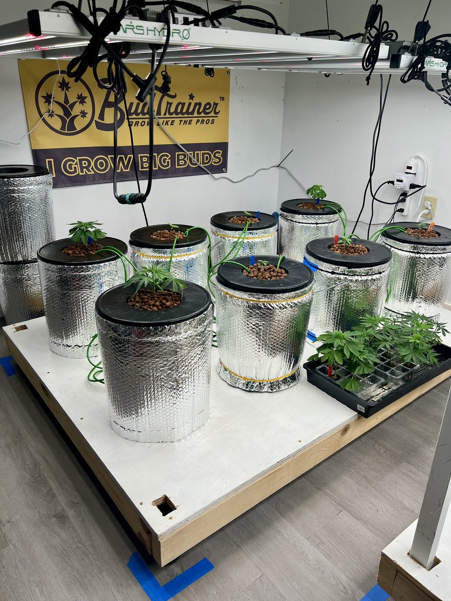 ThatHydroCouple's tweet photo. Multiple strains in the mix—some from seed, some from clone. Running full DWC using @GenHydro & repping @theBudTrainer . Let’s see who stacks up best!
#DWC #CannabisCommunity #Hydroponics #generalhydroponics #BudTrainer #CloneVsSeed #GrowBigBuds https://t.co/yzYQj9a2X5