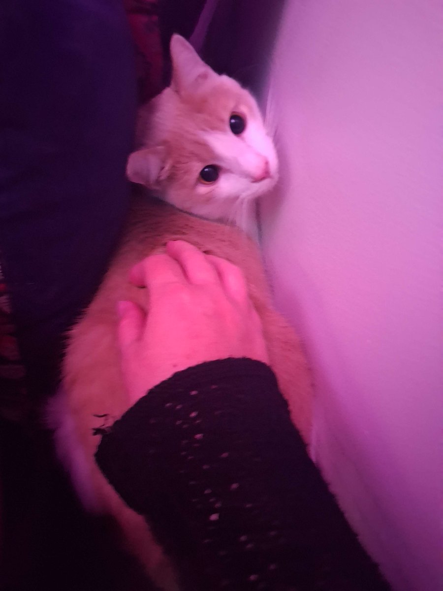 I really hate to do this, but my little guy needs some help. Donations and shares are both greatly appreciated, and if you don't want to give directly, I also have a shop.

gofund.me/e0f60d32

likeglitterandgold.etsy.com #fundraiser #cat #GOFUNDME #disabled