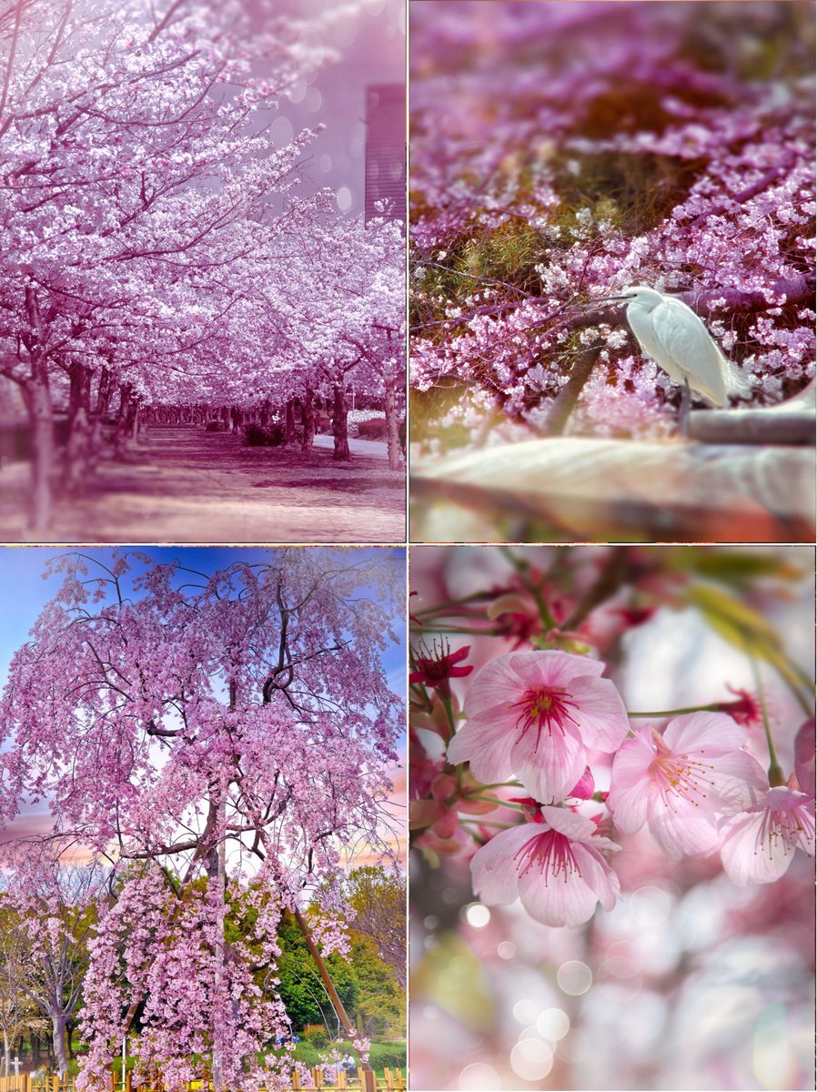cZ3pv6UWNrPV98g's tweet image. おはようございます☆彡
※今年春の桜など写真4枚並べてみました🌸🌸
今日の大阪は朝から雨です~少し寒く感じますが、皆さん今日も良い一日を🥰🌺💐