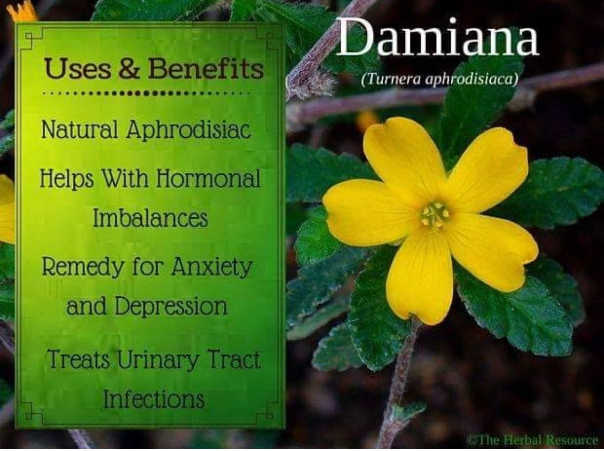 Damiana is a powerful herb for both women &amp; men:
• Boosts fertility
• Balances hormones
• Enhances libido
• Calms the nerves
• Supports reproductive health
A natural ally for vitality + wellness.

Available now at revelationofnaturee.com
