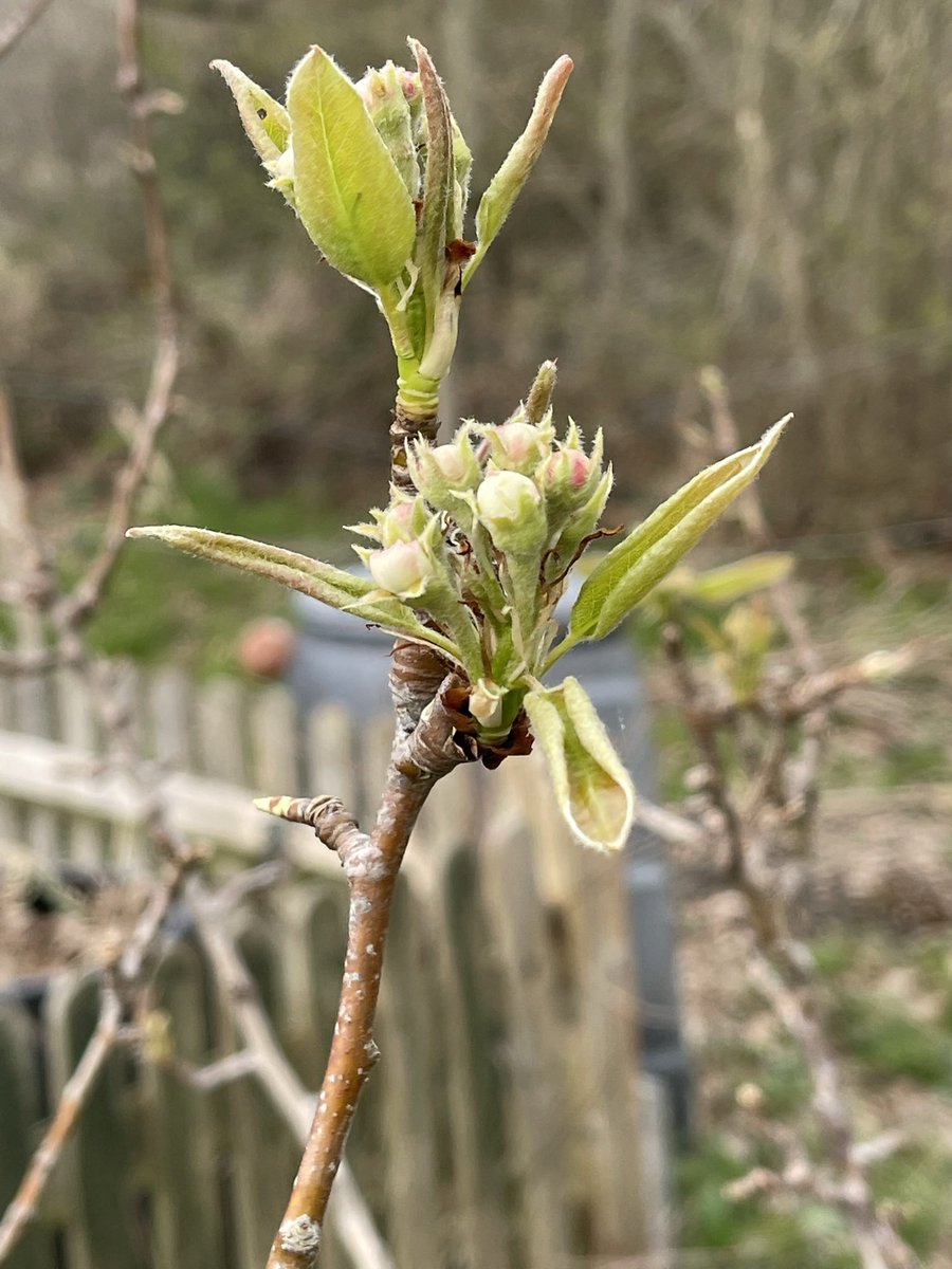 Spring in the school orchard. <a href="/The_RHS/">The RHS</a>