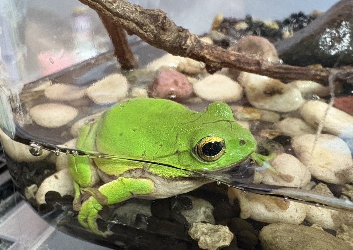 職場の廊下にいた子
拾って2週間くらい？？元気に鳴いてる