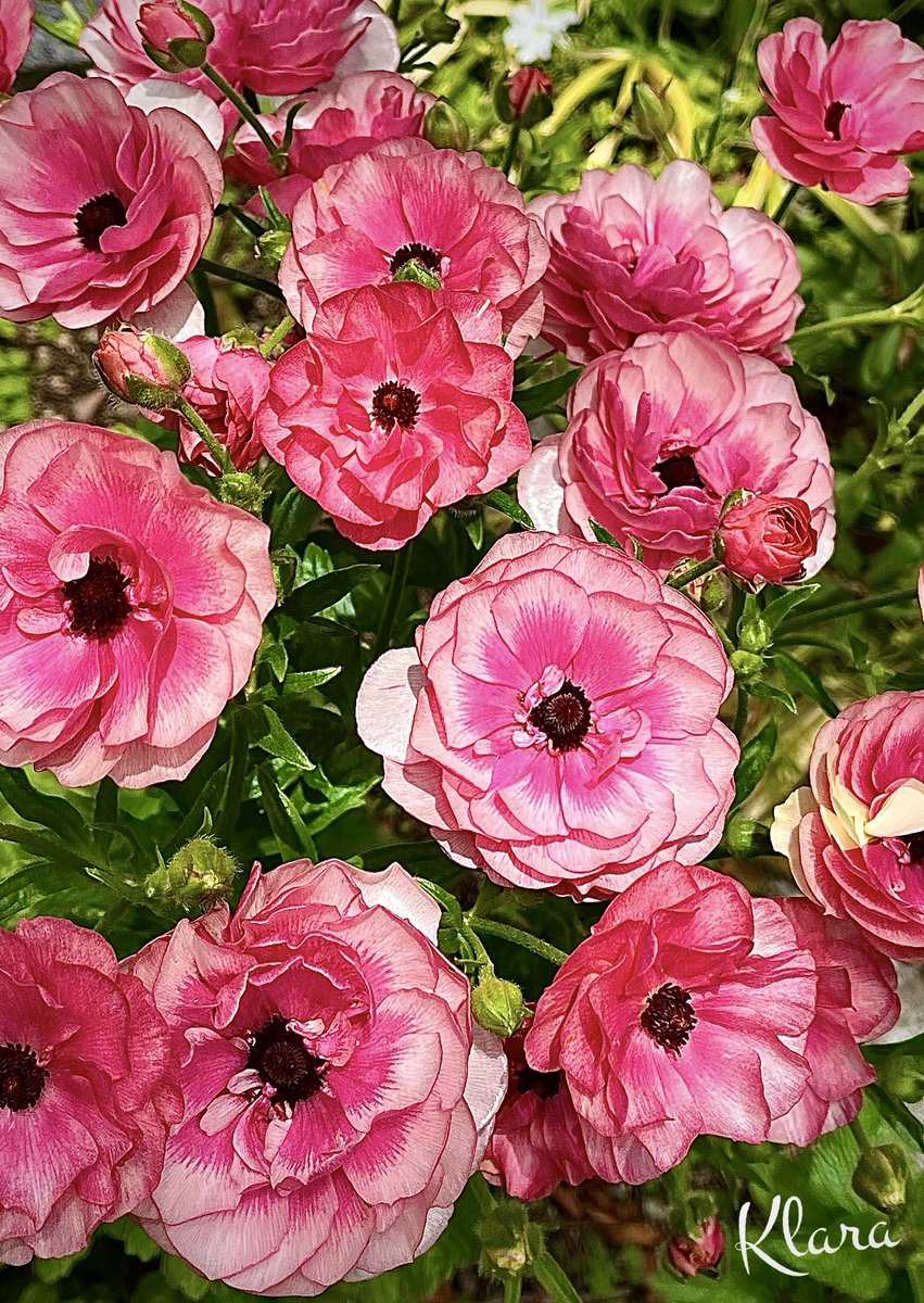 ららら♪クラシック 20 04 03