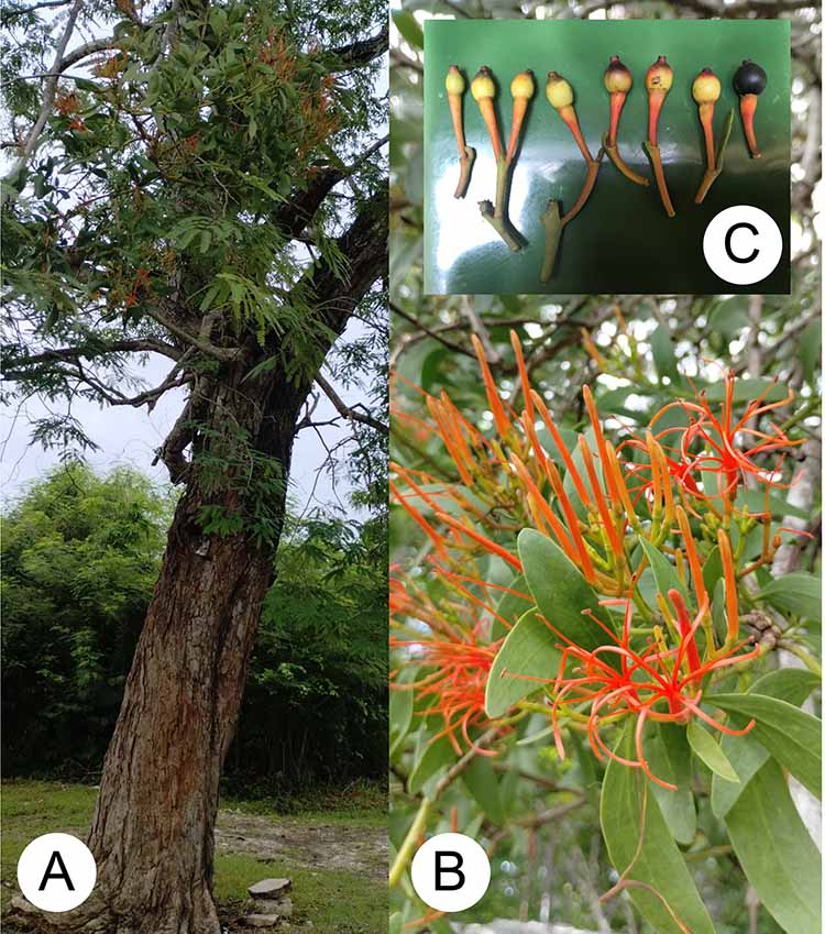 Paco Ornelas (@pacoornelas8) on Twitter photo Published today! “Effects of fruit size on seed germination in Psittacanthus mayanus (Loranthaceae)” | doi.org/10.21829/abm13… | <a href="/ActaBotMex/">Acta Botanica Mexicana</a> | #PlantasParasitas #parasiticplant #botany | <a href="/Inecol_mx/">El Instituto de Ecología, INECOL</a> | Photos © J. M. García Enríquez & J. F. Ornelas Published today! “Effects of fruit size on seed germination in Psittacanthus mayanus (Loranthaceae)” | doi.org/10.21829/abm13… | <a href="/ActaBotMex/">Acta Botanica Mexicana</a> | #PlantasParasitas #parasiticplant #botany | <a href="/Inecol_mx/">El Instituto de Ecología, INECOL</a> | Photos © J. M. García Enríquez & J. F. Ornelas