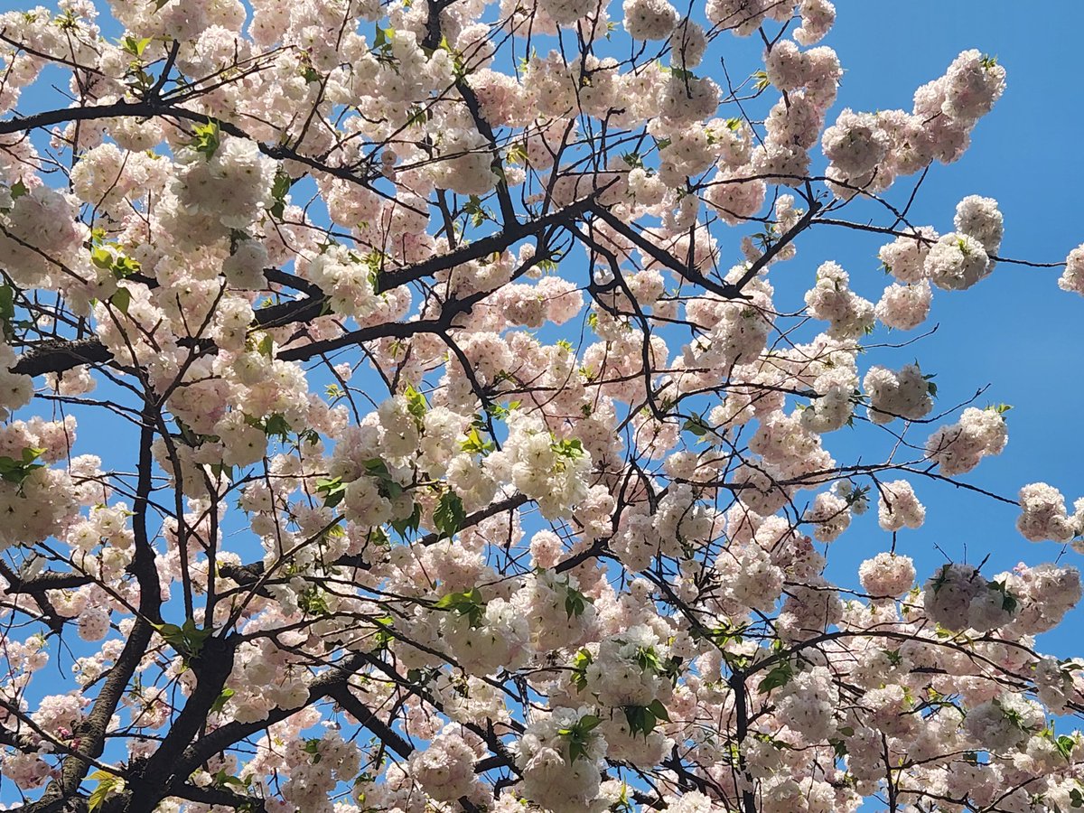 RRRiin23's tweet photo. 一番好きな桜🌸
今年もかわいい～✨️
キレイに咲いてくれました😊 https://t.co/lCHhEnPwO0