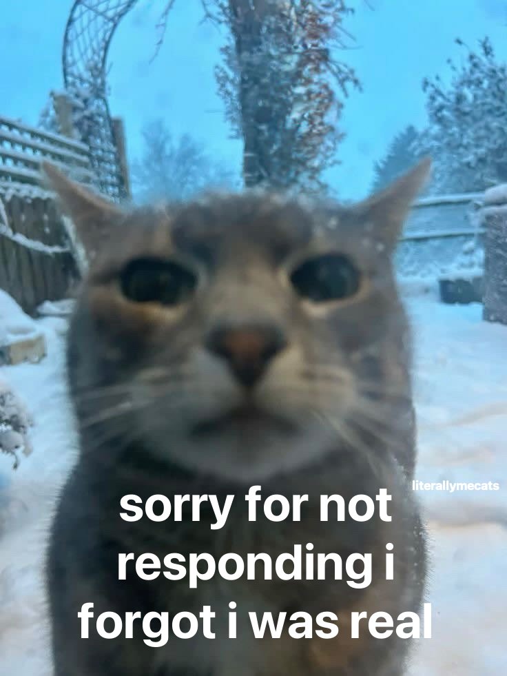 LiterallyMeCats (@literallymecats) on Twitter photo 