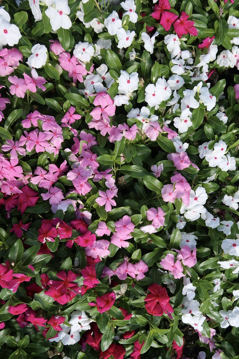 Trump Palm Beach (@trumppalmbeach) on Twitter photo Spring is in full swing for #NationalGardening Day! 🌴🌺 Spring is in full swing for #NationalGardening Day! 🌴🌺