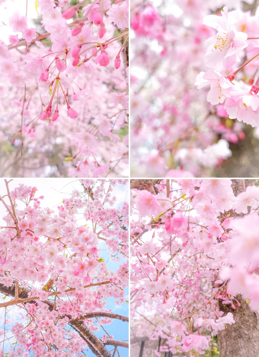 sorasoko277's tweet photo. 🌸おはようございます

今朝は 晴れています☀️

さてさて♪
今日も頑張ってみよう
(*ˊᵕˋ*)੭
うれしい日になりますように

🌿ｻｸﾗ…❅*·✽ https://t.co/3mnrU2Qrqz