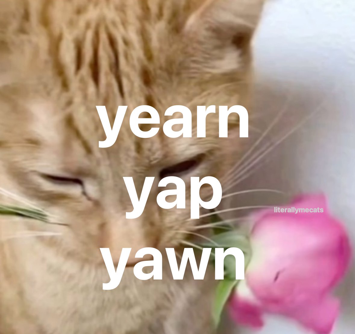 LiterallyMeCats (@literallymecats) on Twitter photo 