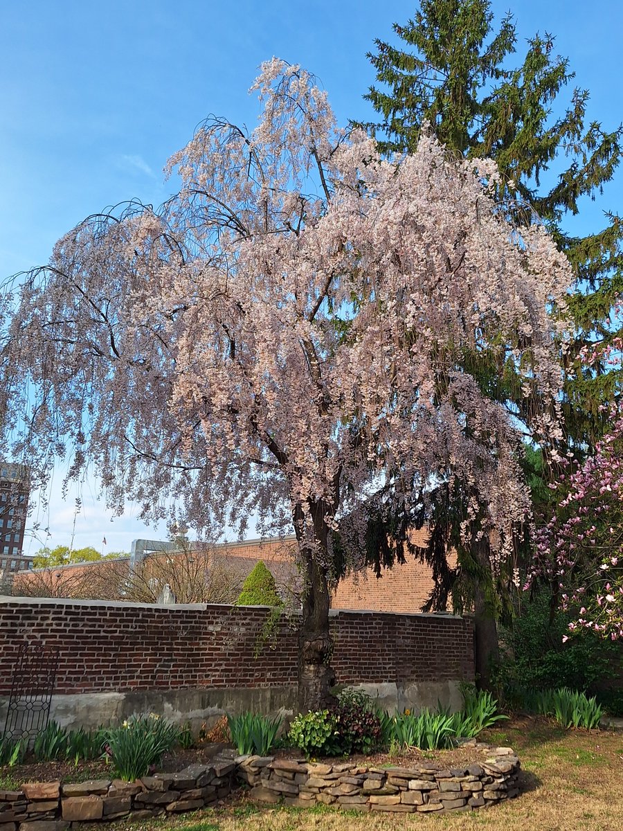phunnyphilly's tweet image. I think this is one of the most beautiful spring-blooming trees in my neighborhood. A Weeping Cherry (Prunus sp.).
#SeenInPhilly