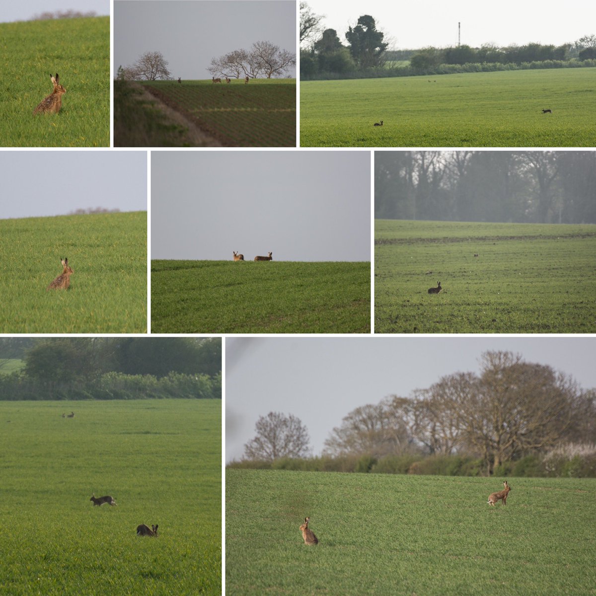 I don’t think I’ve ever seen so many hares in one place! North Norfolk on Saturday evening. Still couldn’t get a decent photo, they’re too fast!! 🤣🤣🤣

#photography #norfolk #hares #localwildlife #thephotohour #outdoors #marchhares #springtime #northnorfolkcoast #northnorfolk