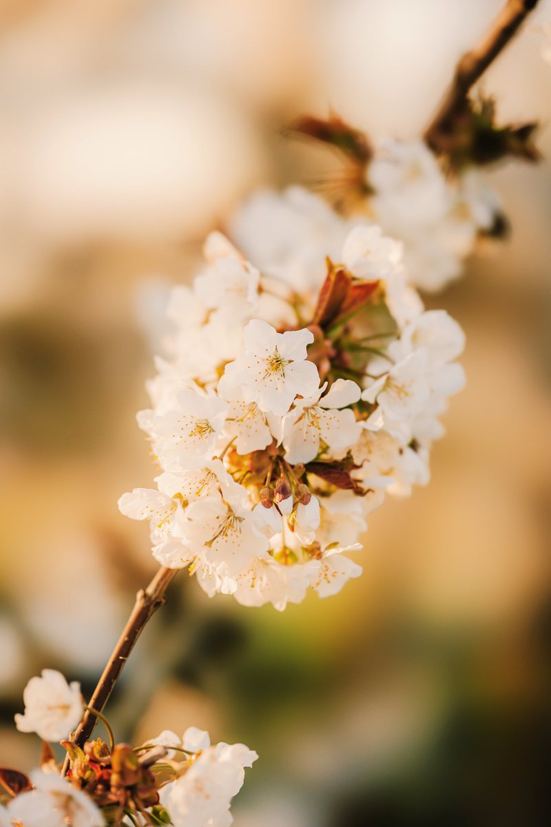 💛 #vrtweer #vsco #gold