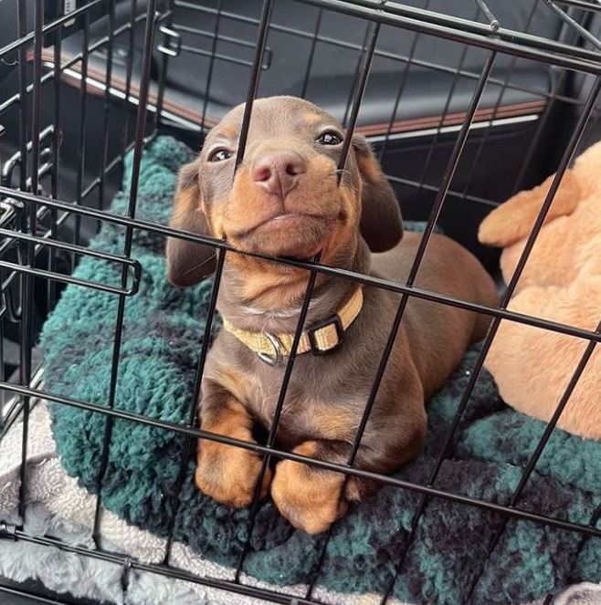 He's going home for the very first time, with a human of his very own.😍