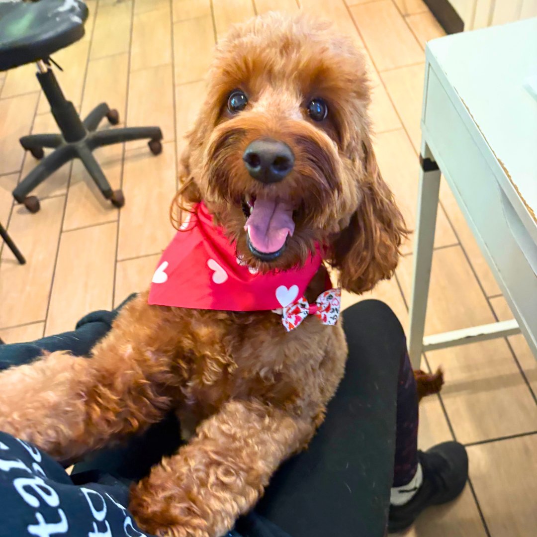 DogtownMiami's tweet photo. We’re all about creating an atmosphere where pets feel at home and pet parents feel at ease. Enjoy our membership perks—20% off your first month and 2 bonus days—to see the bright side of pet care at Dogtown. #DogtownMiami #PetParents #DogHotel https://t.co/vG6I13A74q