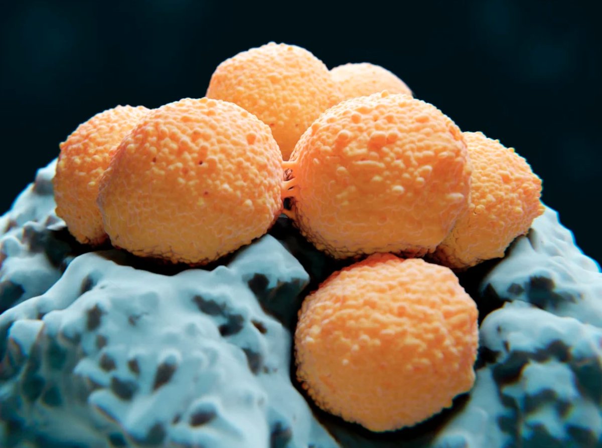 Connect the Docs tweet media