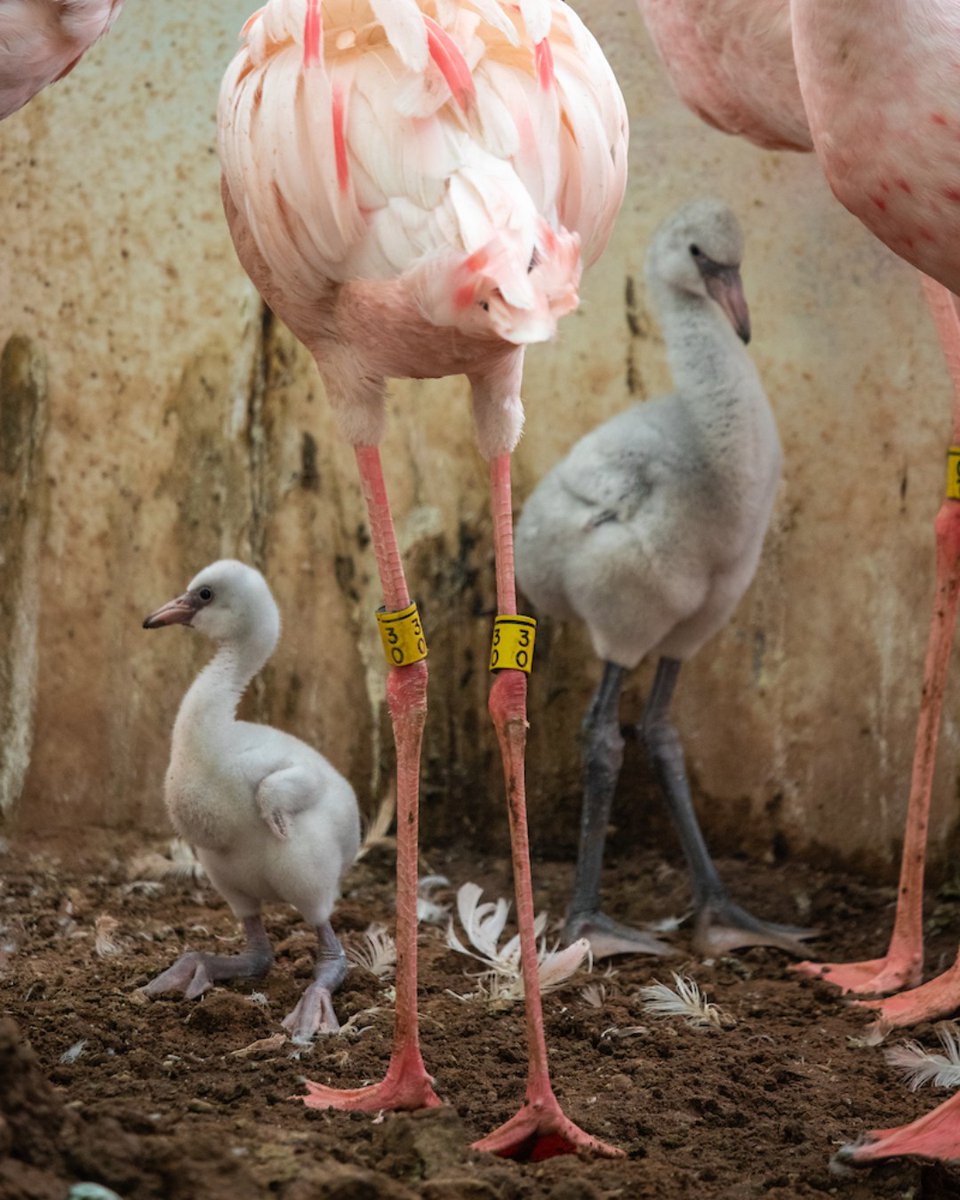 Fluffy news alert! 💗🦩

We’ve welcomed two new Lesser Flamingo chicks to the flock! These little fluffballs are still gray and downy, but they’re growing quickly — chicks can gain 20–30% of their body weight daily and will be fully grown in just 12 weeks.