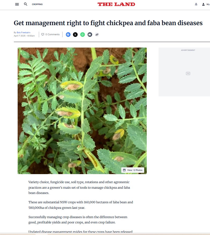 NSW Agronomy (@nsw_agronomy) on Twitter photo 🗞️See this article in The Land the other day on chickpea & faba diseases???
Here are the links to the original papers:
🌿For chickpea⬇️
dpi.nsw.gov.au/__data/assets/…
🫘For faba bean ⬇️
dpi.nsw.gov.au/__data/assets/…
<a href="/nswagriculture/">NSW Agriculture</a> <a href="/s_simpfendorfer/">Steven Simpfendorfer</a> <a href="/ChickpeaAus/">ChickpeaBreedingAustralia</a> <a href="/vanleurj/">Joop van Leur</a> <a href="/DronNicole/">NICOLE DRON</a> 🗞️See this article in The Land the other day on chickpea & faba diseases???
Here are the links to the original papers:
🌿For chickpea⬇️
dpi.nsw.gov.au/__data/assets/…
🫘For faba bean ⬇️
dpi.nsw.gov.au/__data/assets/…
<a href="/nswagriculture/">NSW Agriculture</a> <a href="/s_simpfendorfer/">Steven Simpfendorfer</a> <a href="/ChickpeaAus/">ChickpeaBreedingAustralia</a> <a href="/vanleurj/">Joop van Leur</a> <a href="/DronNicole/">NICOLE DRON</a>