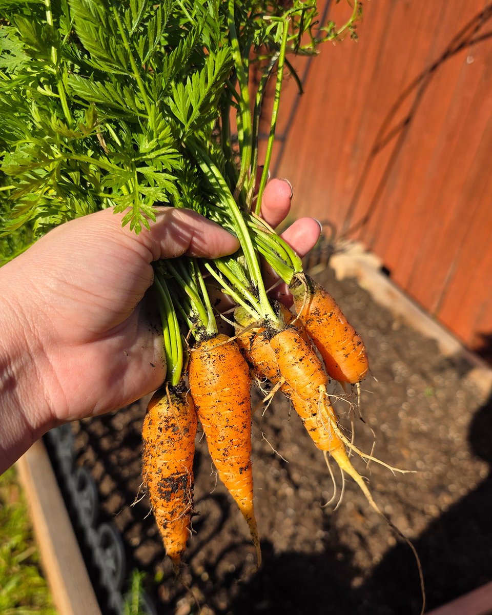 PNYTechnologies's tweet photo. Celebrate National Gardening Day by capturing every beautiful bloom and bountiful harvest! 📸 Running low on phone storage? Our PRO Elite V3 Type-C USB drive makes it easy to transfer and save your garden memories. #GardeningDay #GardenTips #StorageSolution #PNY #CreateStoreGame https://t.co/URGNxutafF