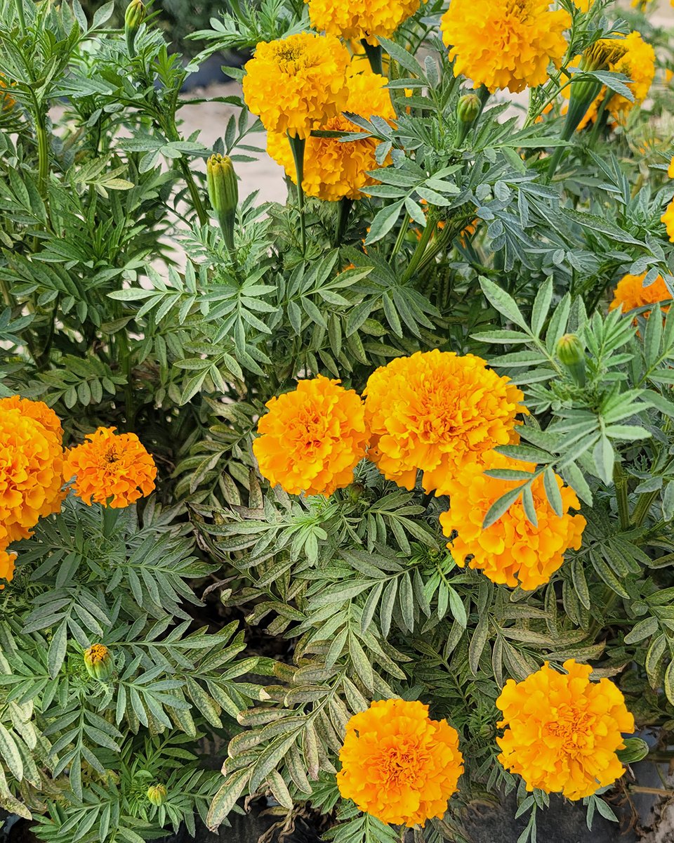 PNYTechnologies's tweet photo. Celebrate National Gardening Day by capturing every beautiful bloom and bountiful harvest! 📸 Running low on phone storage? Our PRO Elite V3 Type-C USB drive makes it easy to transfer and save your garden memories. #GardeningDay #GardenTips #StorageSolution #PNY #CreateStoreGame https://t.co/URGNxutafF