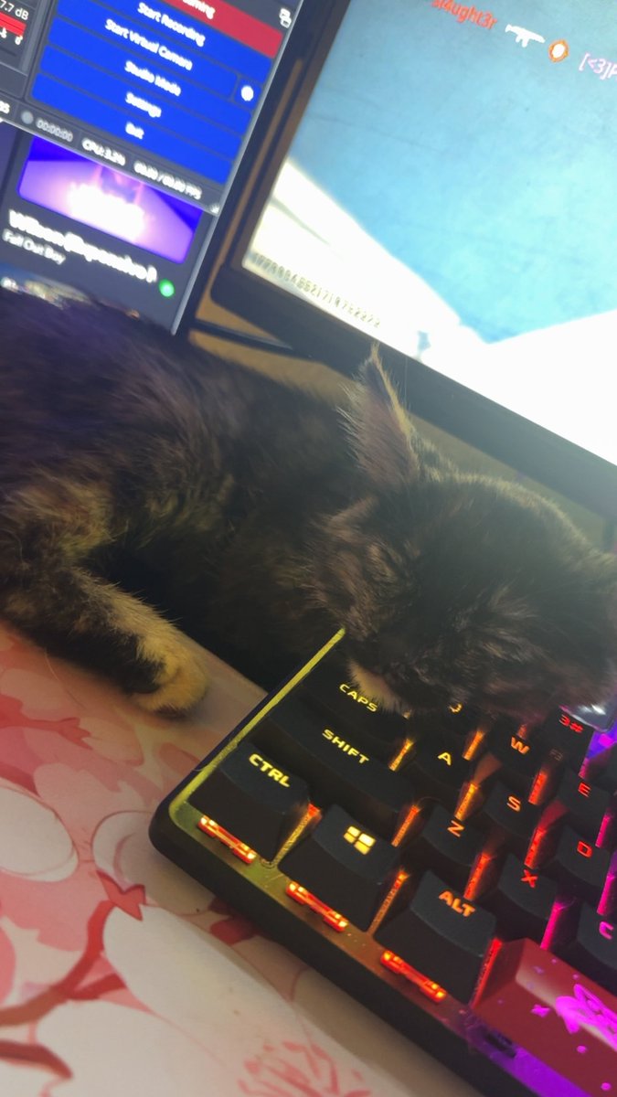 EmsEclipse's tweet photo. This is the newest member of my family. Her name is Reeses after what my moms favorite candy was🩵 https://t.co/pHX1IDyHz1