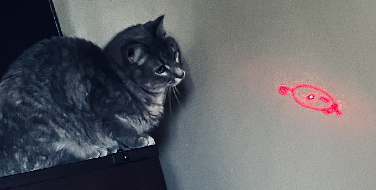 Jessicades's tweet photo. This is Calista Flockhart, the #fospice cat that is hanging at the house. She’s cute until she knocks over a tv attempting to catch laser mouse. https://t.co/o8bCr4cEum