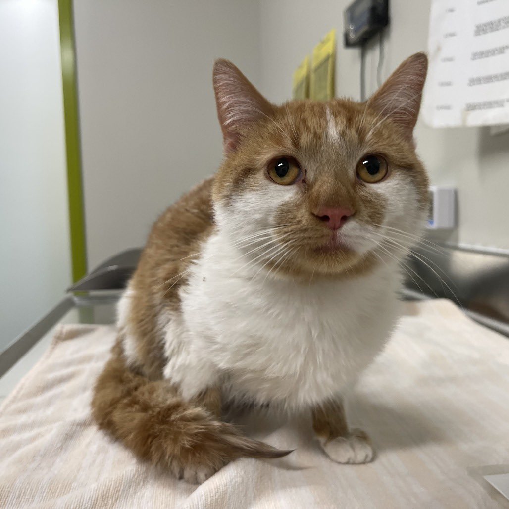 Look at this fat fucking cat dude