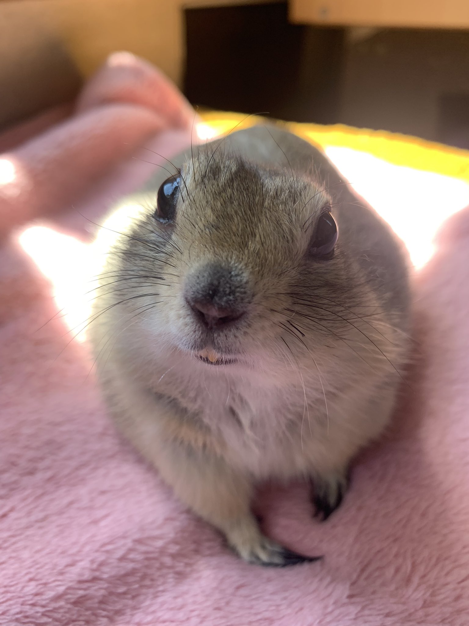 リチャードソンジリスの飼い方】コミカルな日常を見守るための