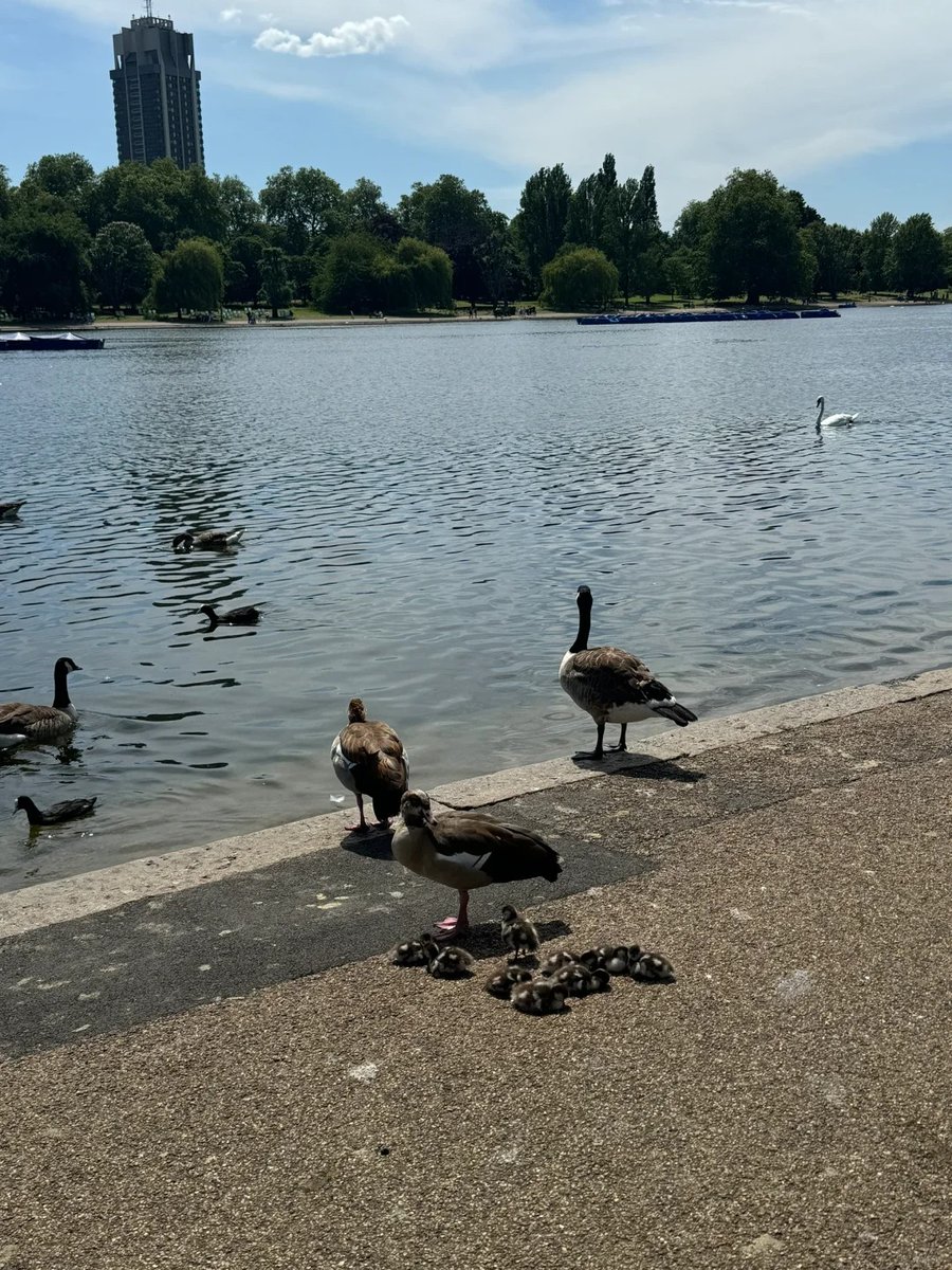 JenniferWa24234's tweet photo. A mother duck with a fluffy little tail
The world is noisy, but they just keep moving forward slowly
Where the mother is is the most reassuring direction
#maternallove https://t.co/Ifu5wKzwDk