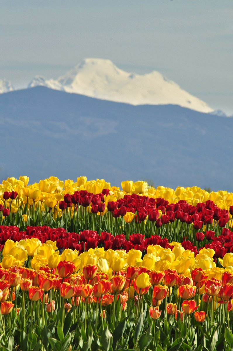 DonClotfelter's tweet photo. 🏔️
🌷🌷
My Monday around La Conner and Skagit River #SkagitCo #LaConner @ShannonODKOMO @TheresaArbowOC @RandySmall @JLWCPA2 @ClaireA_Wx https://t.co/EsUxMRN0MZ