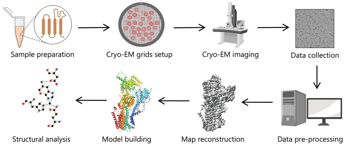 CreBiostructure's tweet photo. 📢 New Post: “Single Particle Cryo-EM Overview”
Learn how this powerful technique drives #DrugDiscovery &amp; #StructuralBiology breakthroughs.
🔗 https://t.co/RIM9Mie817
🧊 Our expert cryo-EM services cover imaging, analysis &amp; beyond.
#CryoEM #SingleParticleAnalysis https://t.co/sz69MiVeCK