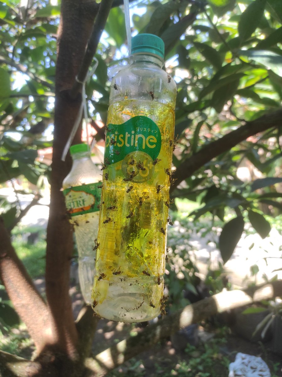 Untuk basmi lalat buah sy suka pakai mode lem, merk Kerina lalu campuri petrogenol lalu oles ke botol.

*petrogenol baunya awet, klo bisa jgn sampe kontak ke kulit