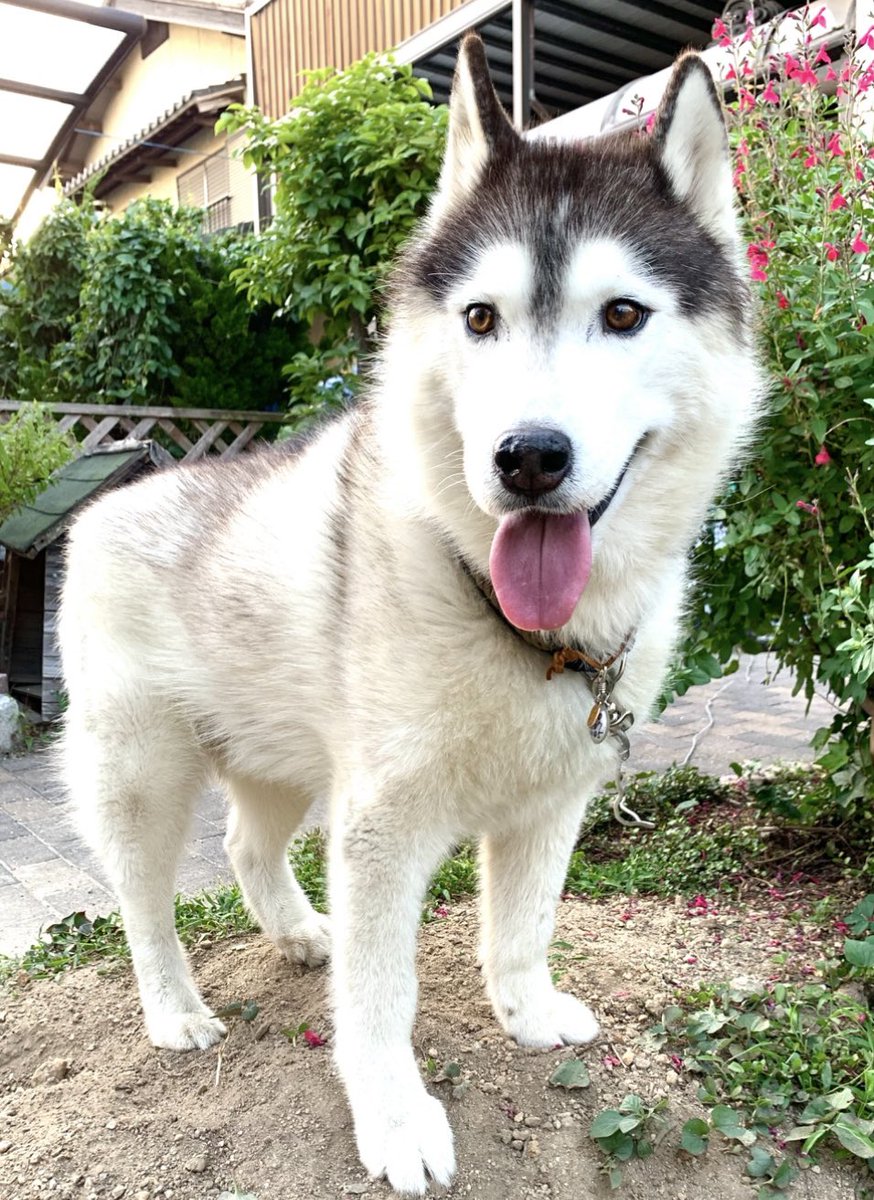 皆んなで楽しく遊びましょ🐾
byバルト
#シベリアンハスキー