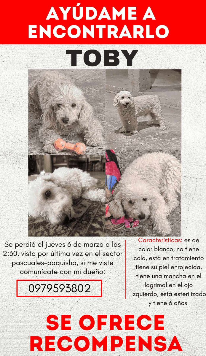 AlertaMePerdi's tweet photo. #PERDIDO #GUAYAQUIL
Nombre: #TOBY
Fecha: 06/03/25 
Sector: Norte, Pascuales, Assad Bucaram Mz. 264 Raza: French 
Obsv: Blanco, no tiene cola. Orejas grandes, mancha en el lagrimal en la parte izquierda del ojo. SE OFRECE RECOMPENSA 
Contacto: 0979593802 
#AlertaMePerdí https://t.co/ZtHOS5D31o