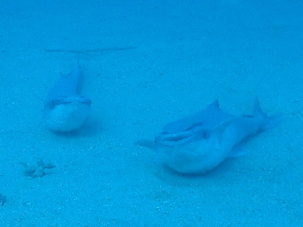 CarnoLoki's tweet photo. @uozuaquarium マグロ養殖場の近くに住んでるコバンザメは何もしなくてもご飯流れてくるから海底でごろごろ寝転んでるっていう話を聞きましたのでおそらく餌付け覚えるとサボるくらいには頭いいんでしょうね https://t.co/v8BRnsEd0g