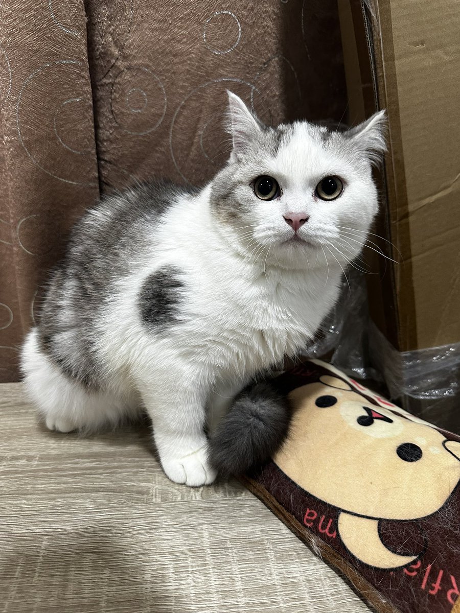 MoBooBerry's tweet image. หาบ้านให้เด็กๆคับ ขอคัดบ้านนะคะ #หาบ้านให้น้องแมว #แมวหาบ้าน #ฟาร์มแมว