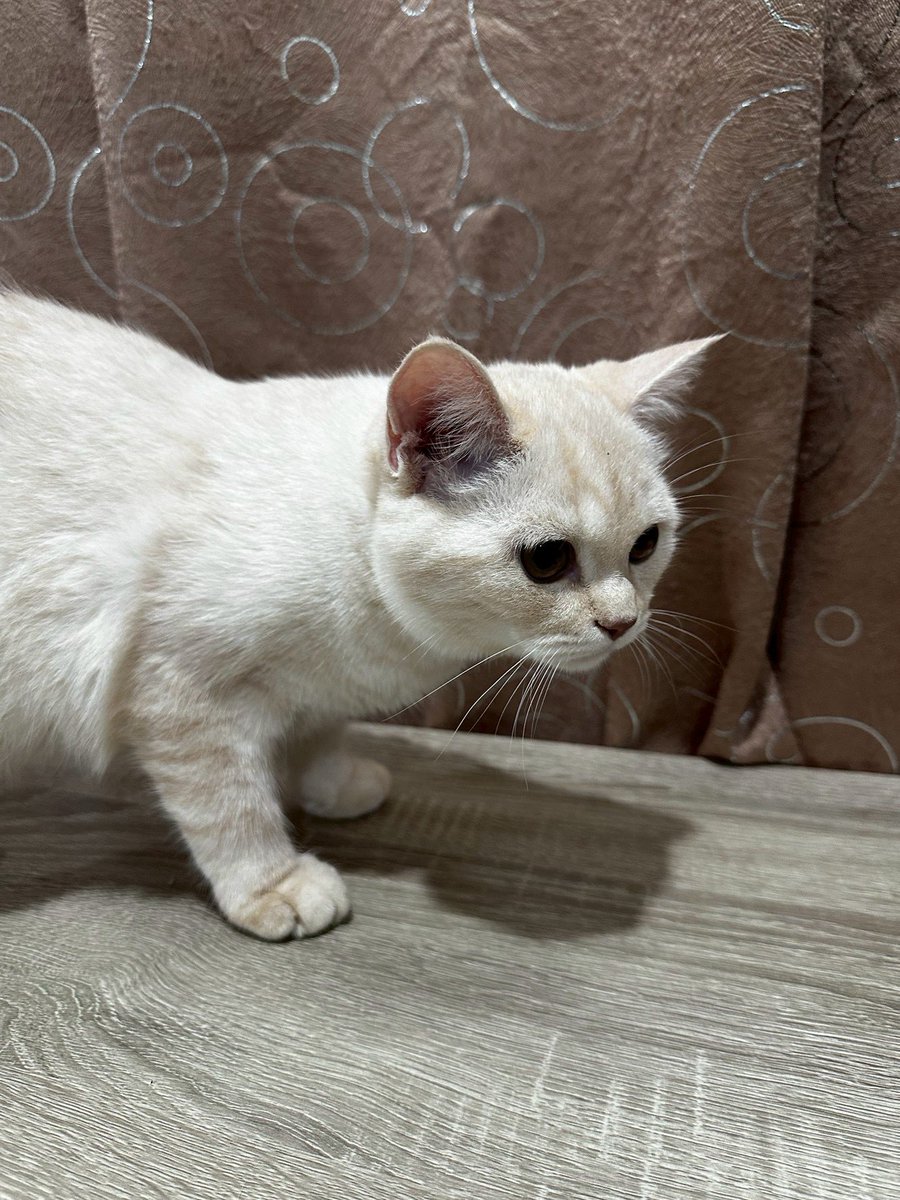 MoBooBerry's tweet image. หาบ้านให้น้องแมวคับ คัดบ้านนะคะ  #แมวหาบ้าน #ขายแมว #ตลาดแมว #แมวหาบ้าน #หาบ้านให้แมว #ฟาร์มแมว #แมวสก็อตติช #แมว