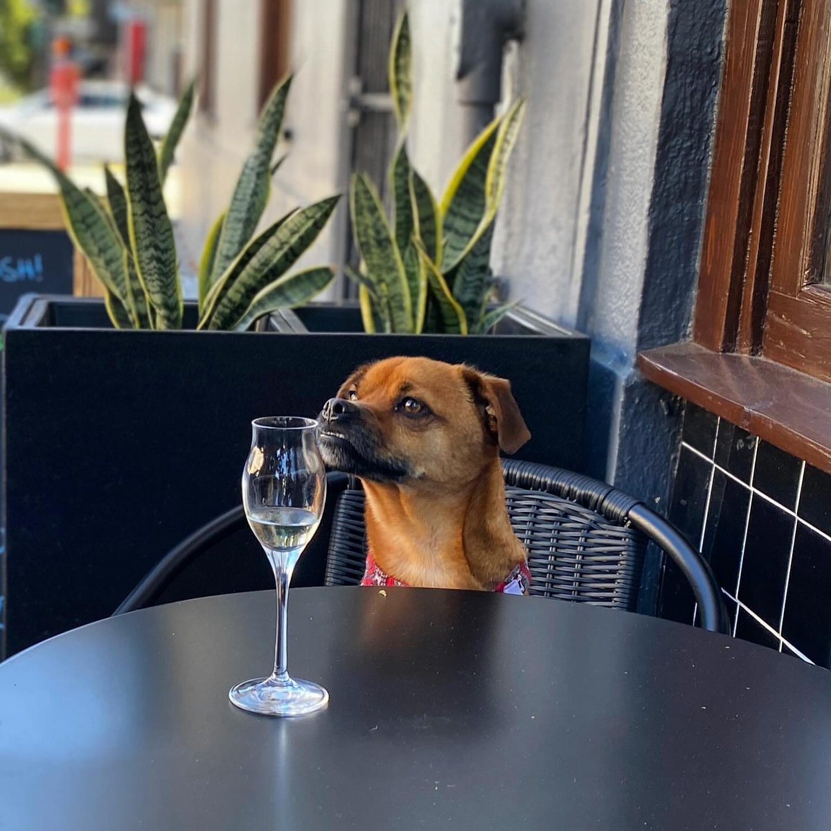 Grassy undertones? Or a delicate floral aroma? Maybe hints of tobacco and leather on the nose? 

Here in Dogpatch, no judging and only welcoming community spots, like @GatherWineLoungeSF. And how 'bout this snap from @itstimetotoro?