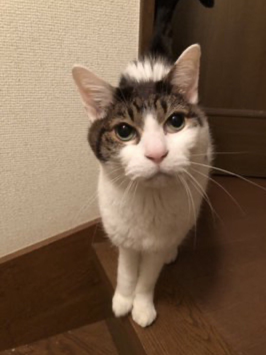 CANA30207831's tweet photo. Cuteだね (´∀｀=) 
　　　　　　　　#クッペちゃん https://t.co/GmZ8ZQq5er