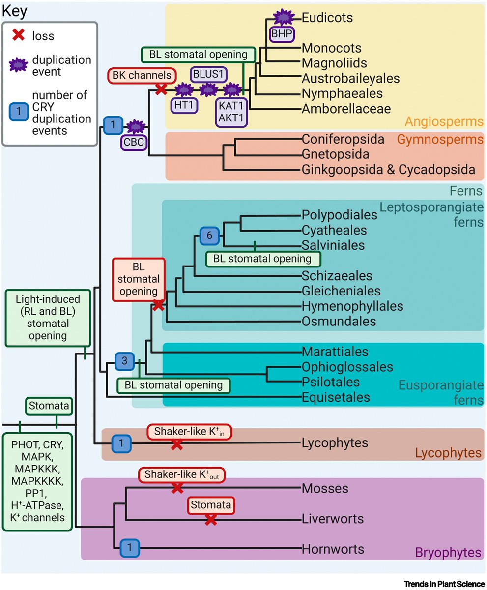Dr Frances Sussmilch (@drsussmilch) on Twitter photo Pleased to share our review on the evolution of light-induced stomatal opening mechanisms - led by PhD candidate Caroline Ivsic - out now in <a href="/TrendsPlantSci/">TrendsPlantSci</a>. You can find it here: authors.elsevier.com/a/1kw6w4rGdjeC… Pleased to share our review on the evolution of light-induced stomatal opening mechanisms - led by PhD candidate Caroline Ivsic - out now in <a href="/TrendsPlantSci/">TrendsPlantSci</a>. You can find it here: authors.elsevier.com/a/1kw6w4rGdjeC…