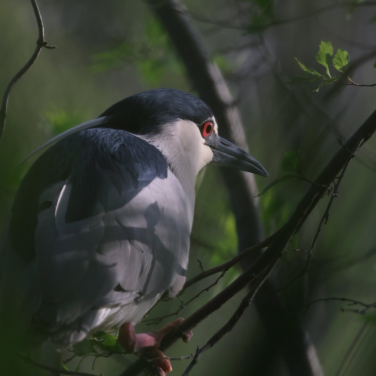 kw_point's tweet photo. 目がカワイイ、、
#nightheron #ゴイサギ #野鳥 #野鳥撮影 #tokyojapan https://t.co/7Yj8GO1ZwO